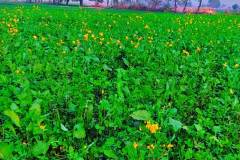 smok-i-feniks-wywiad-z-zainem-11